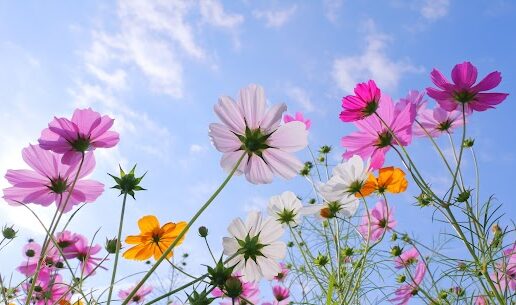 [公式]江東区の葬儀・家族葬・セレモニーハート西大島ホール|江東区で家族葬をご検討の方へ｜参列者の判断基準や気になるマナーとは？